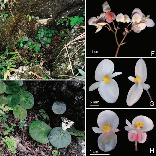 B. ufoides
